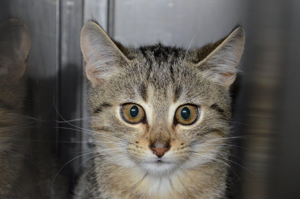Homeless cat kitten funny cat