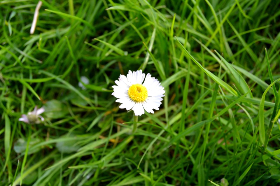 Garden, Beauty, Grass
