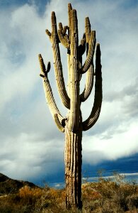 Arizona nature plant photo