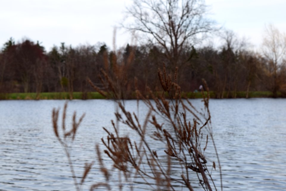 Trees, Lake