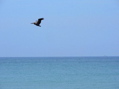 Los angeles, Seagull, Calm photo