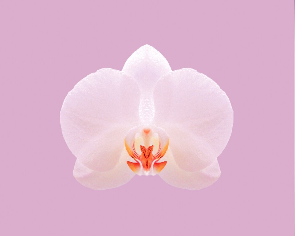 Flower white pink nature