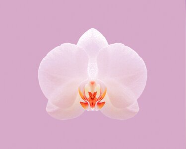 Flower white pink nature