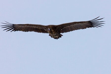 Flight bogart village mongolia photo