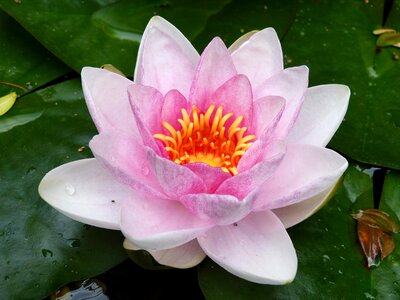 Pink flower aquatic plant floating plants