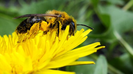Flower honey closeup