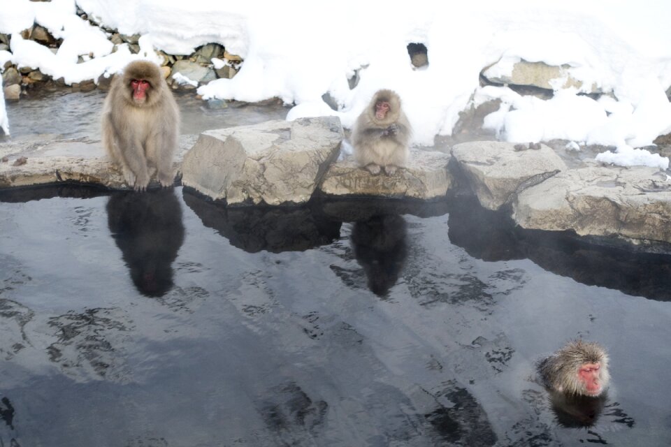 Snow japan wildlife