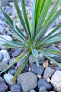 New Zealand, Flax, Green photo