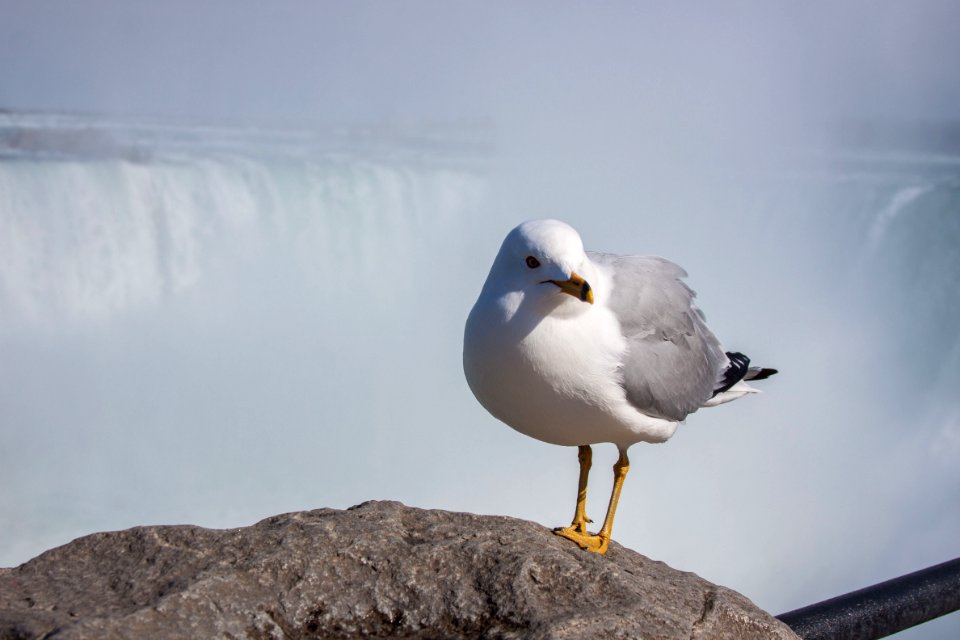 Niagara falls, Canada, Bird photo