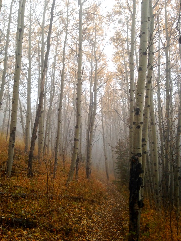 Jefferson, Colorado, United states