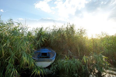 Ohrid, Macedonia fyrom, Reed photo