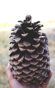 Nature, Pine cone, Pine photo