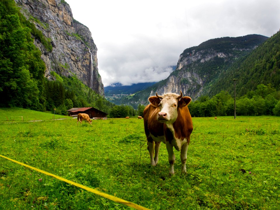 Switzerl, Gimmelwald, Swiss alps photo