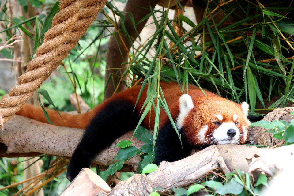 Ocean park, Hong kong, Free