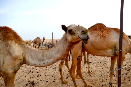 Abu dhabi, United arab emirates photo