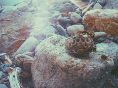 France, Valbonnais, Nature