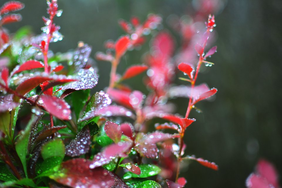 Macro, Green, Red