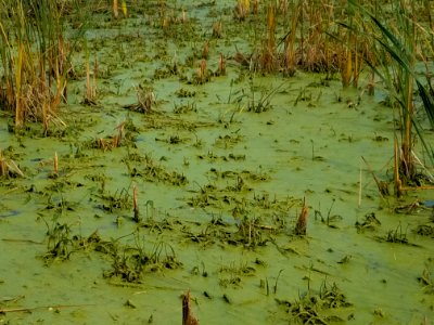 Water, Green, Weeds