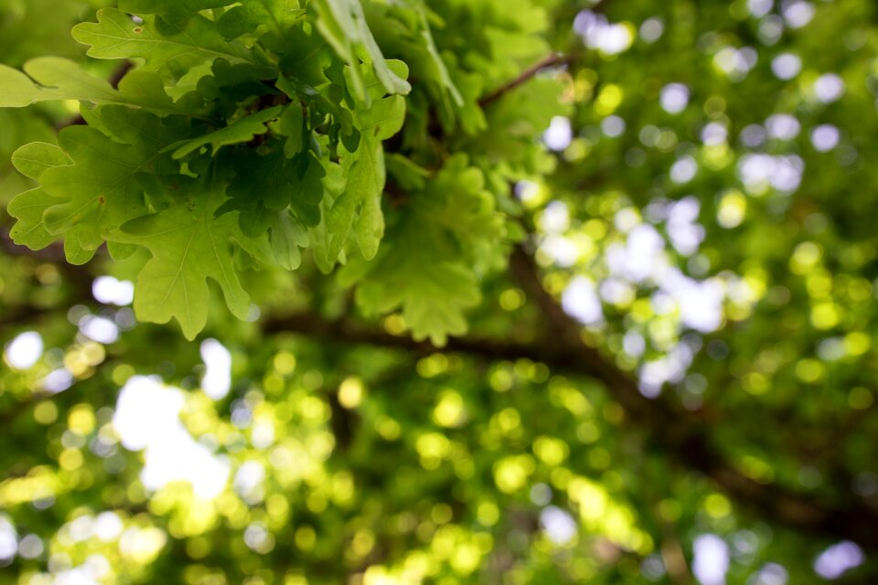 Tree wood environment