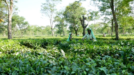 India, Green, Scape
