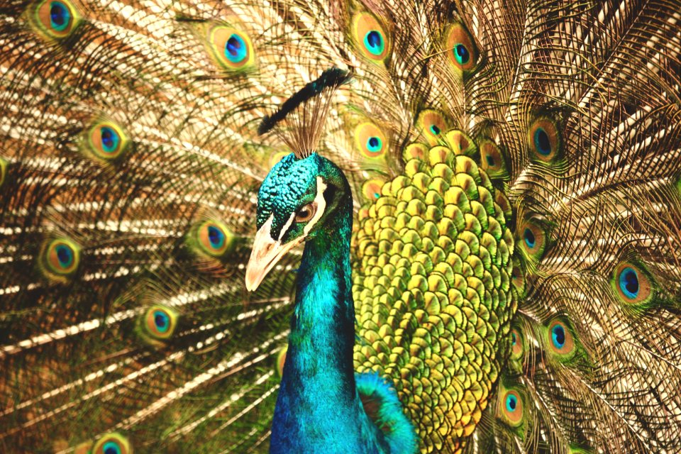 Sri lanka, Animals, Feather