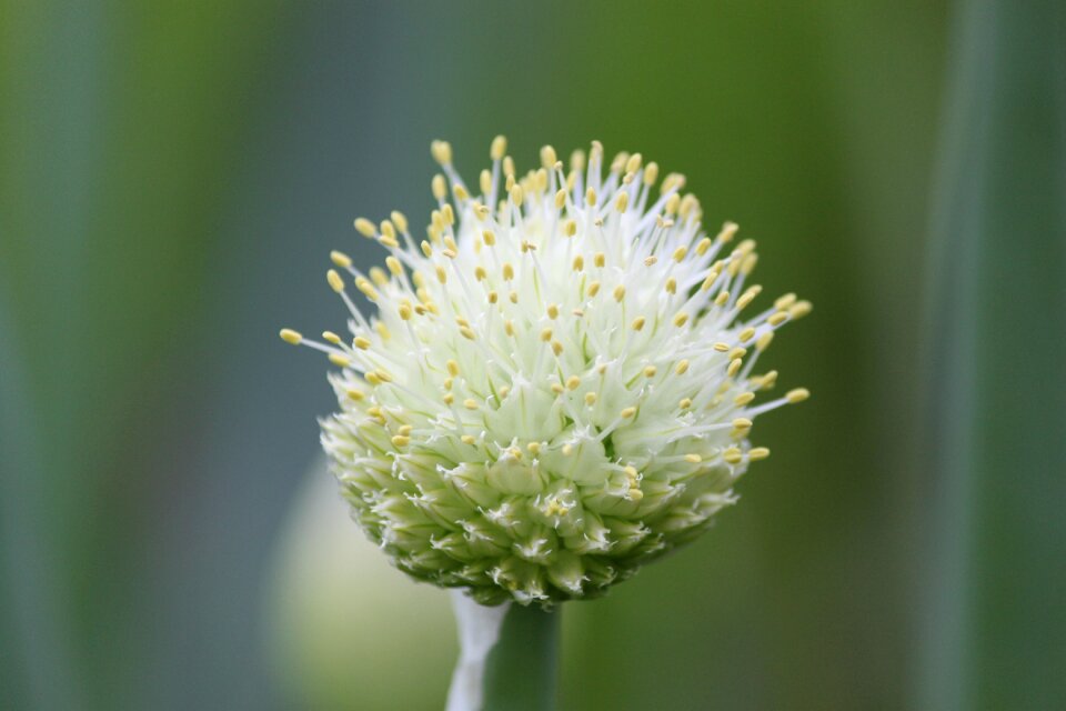 Green onion onion just one vegetables