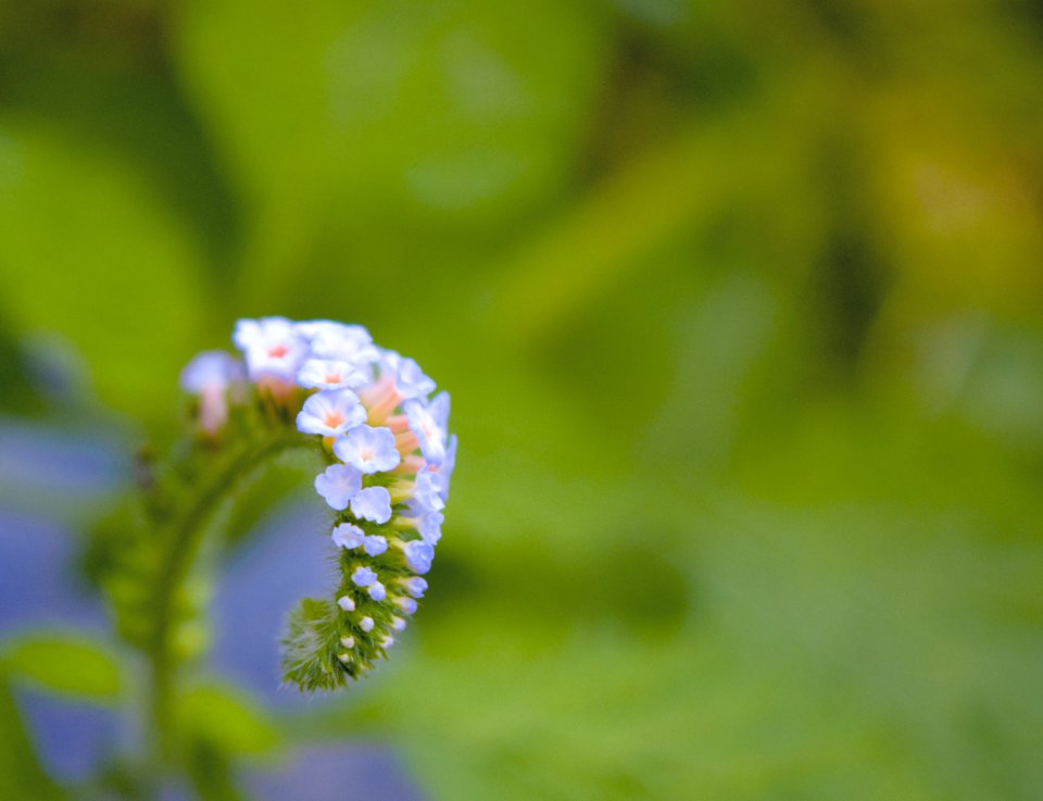 Nature