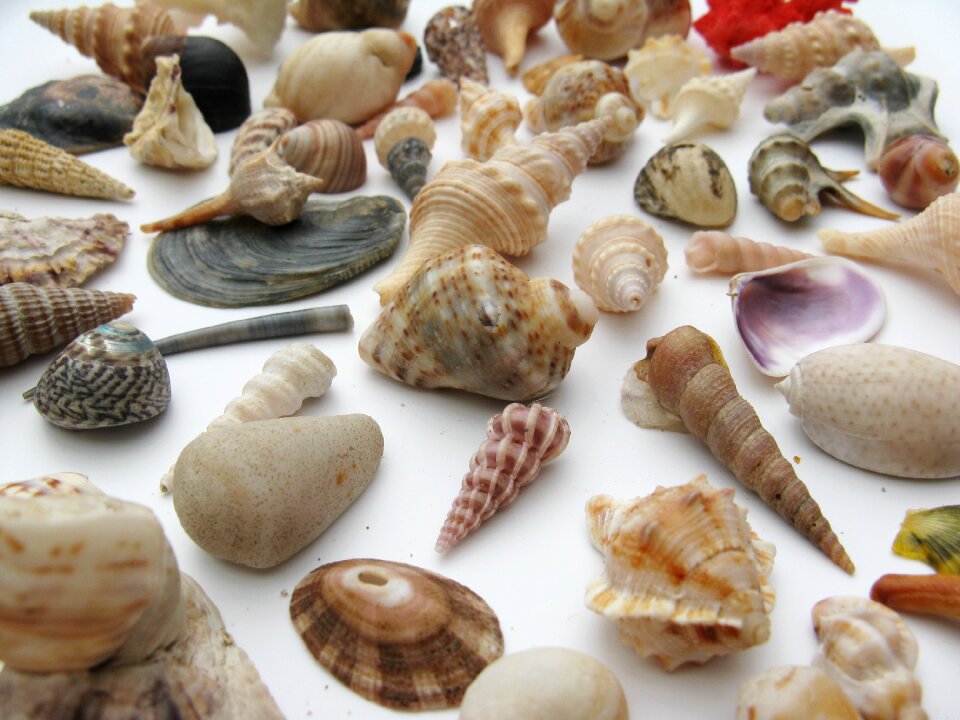 Macro sea animals casing