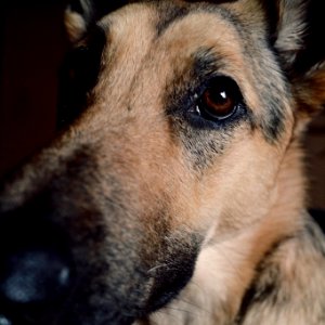 Roseville, United states, German shepherd