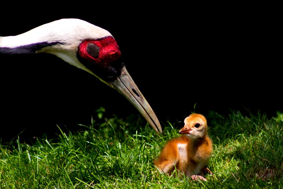 Feeding