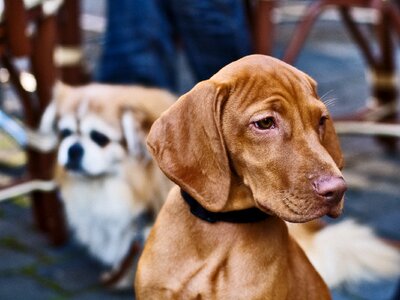 Head fur pet photo