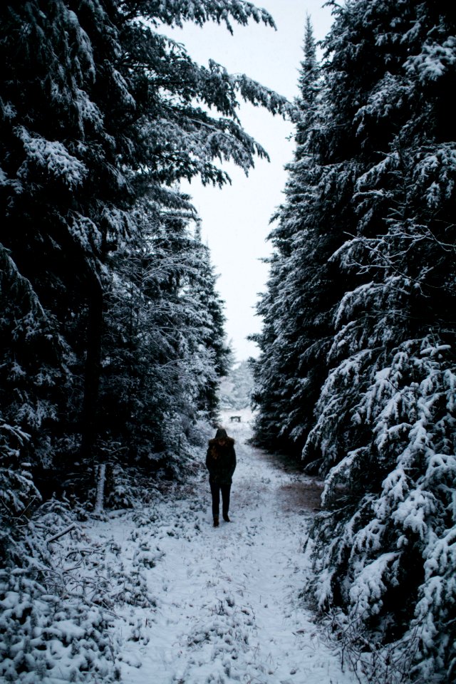 Wisconsin, United states, Woods