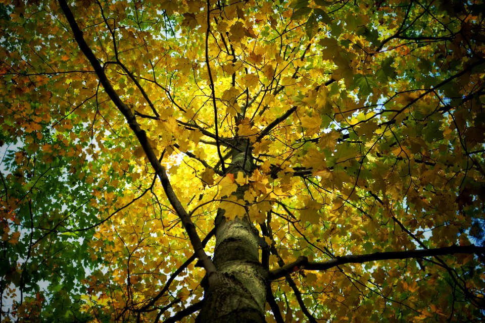 Fall, Forest, Tree