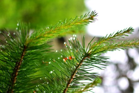 Blur, Macro, Pine needles