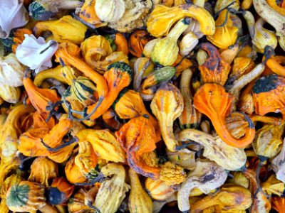 United kingdom, Vegeterian, Vegan