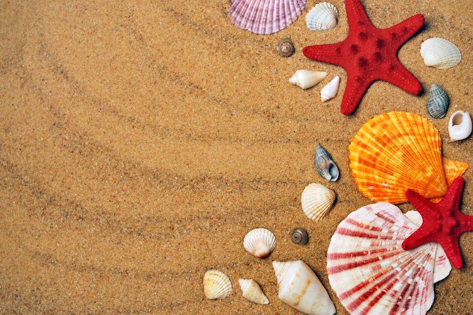 Beach seashells vacation