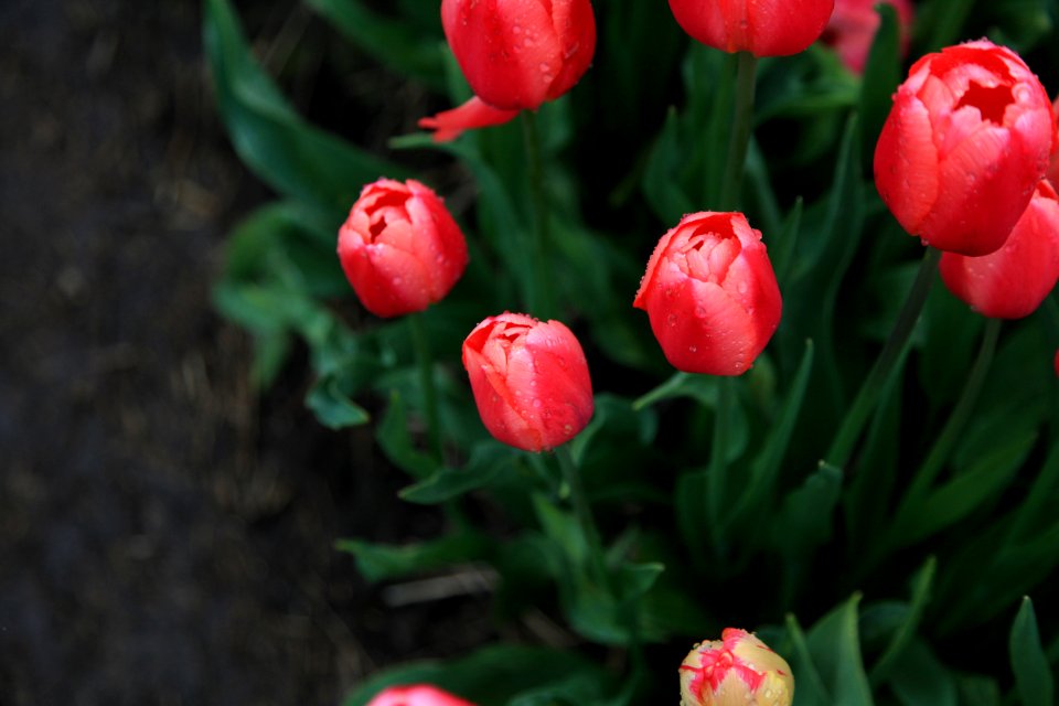 Vancouver, Canada, Spring
