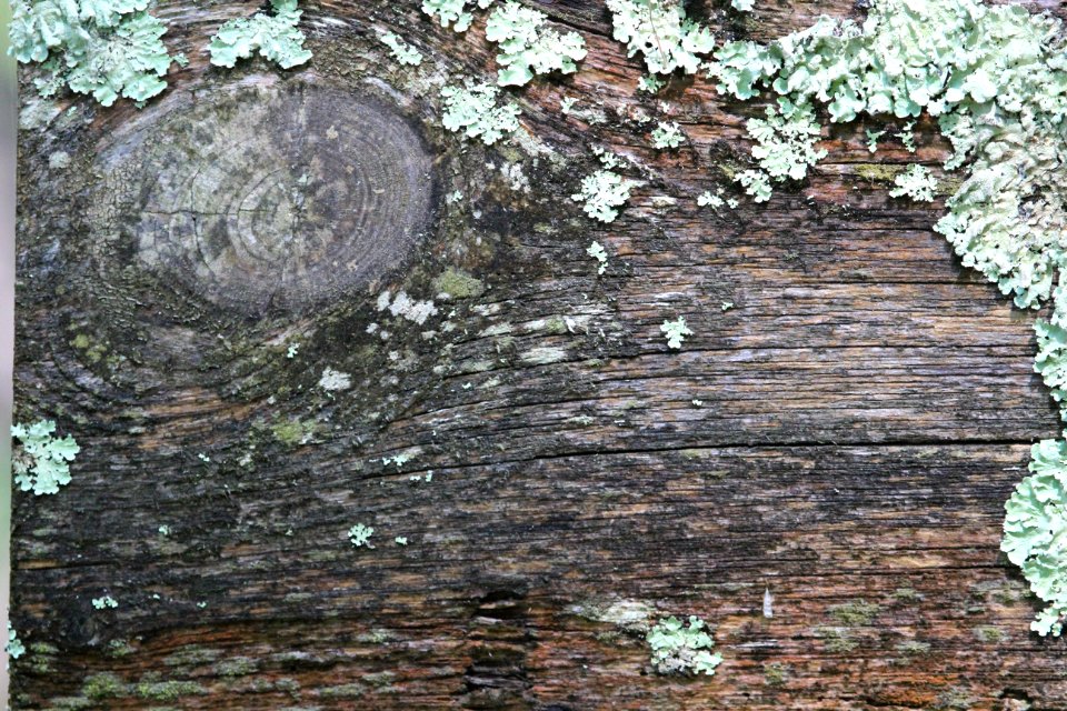 Boulder junction, United states, Forest