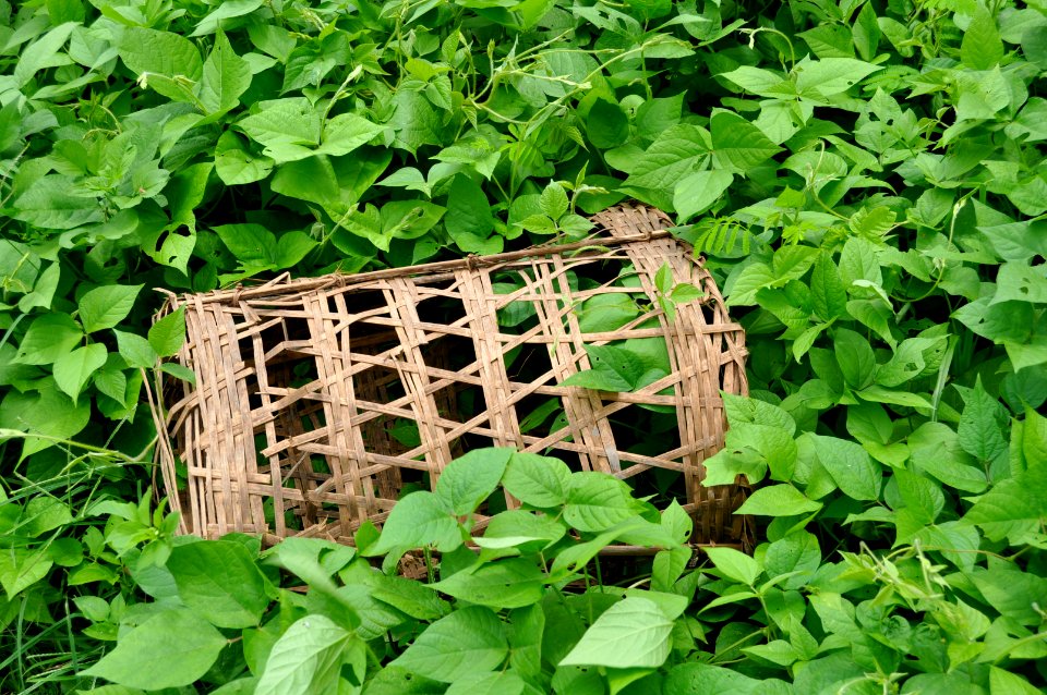 Object, Plants, Basket