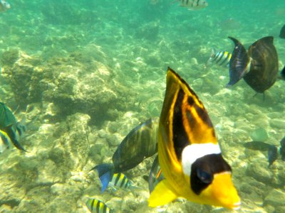 Yellow fish, Marine fish, Marine life photo