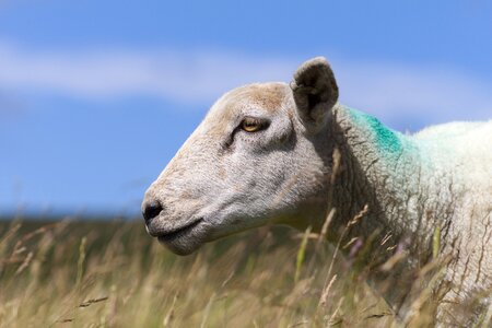 Animal lamb agriculture photo