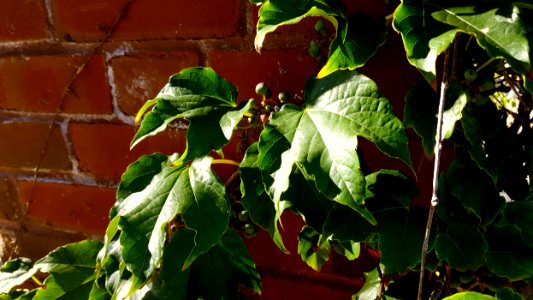 Leaves