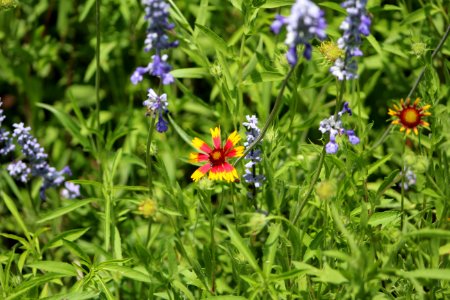 Hunt, United states, Flowers