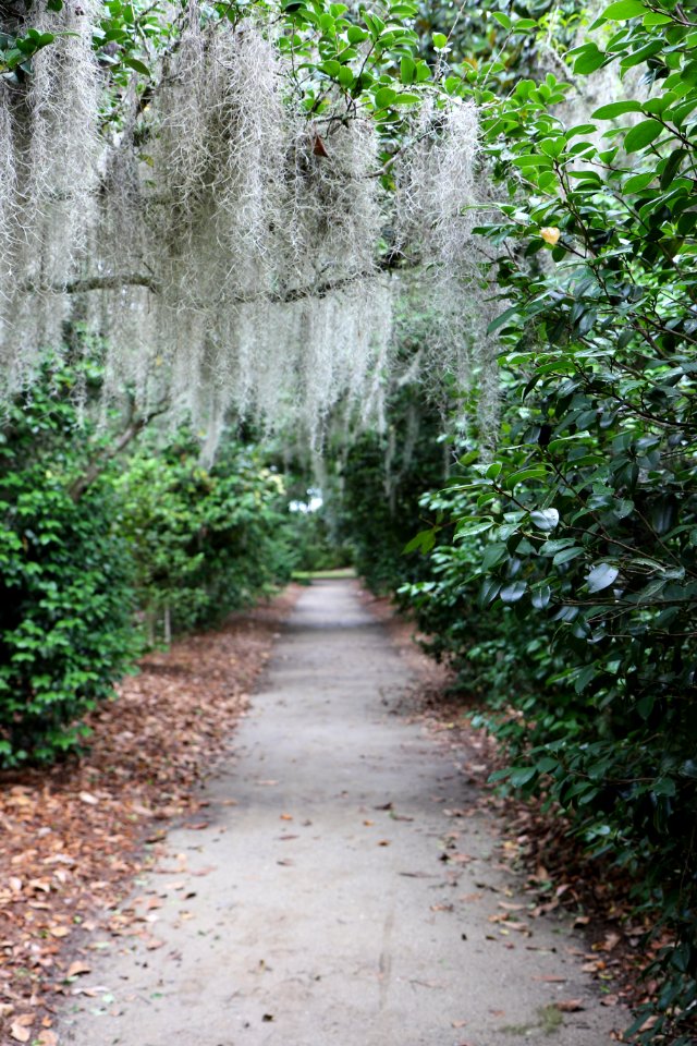 Middleton place rd, Summerville, Sc 29485