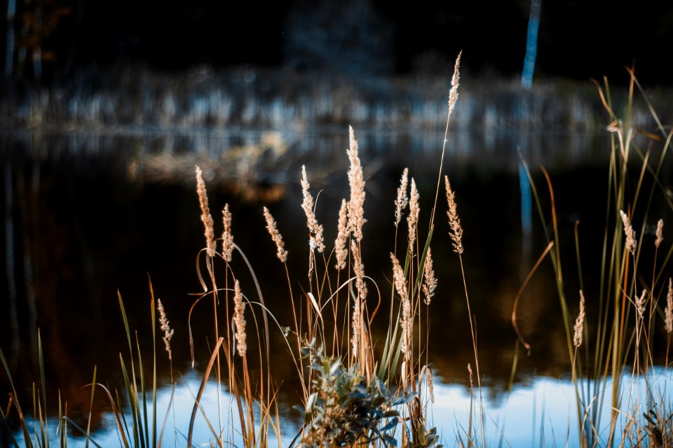 Water, Lake, Natural