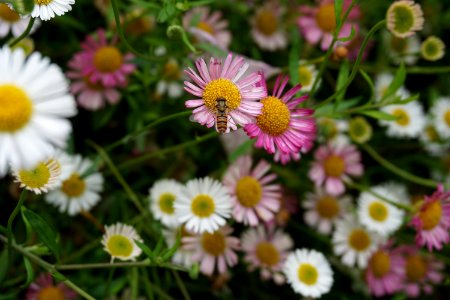 Flower, Bee photo