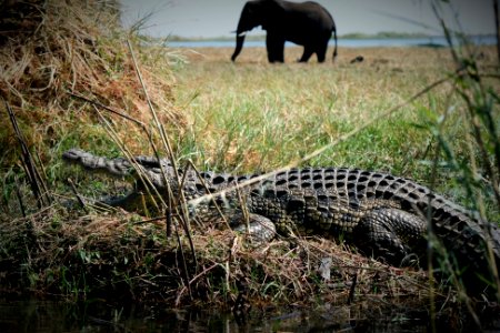 Botswana, Chobe national park, Background