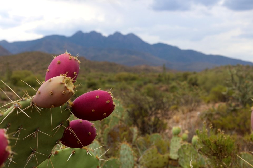 Four peaks wilderness area, Fort mcdowell, United states