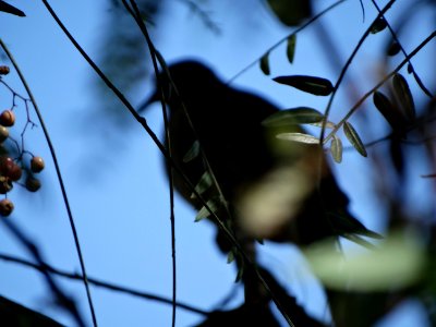 Ixmiquilpan, Mexico, Shadow