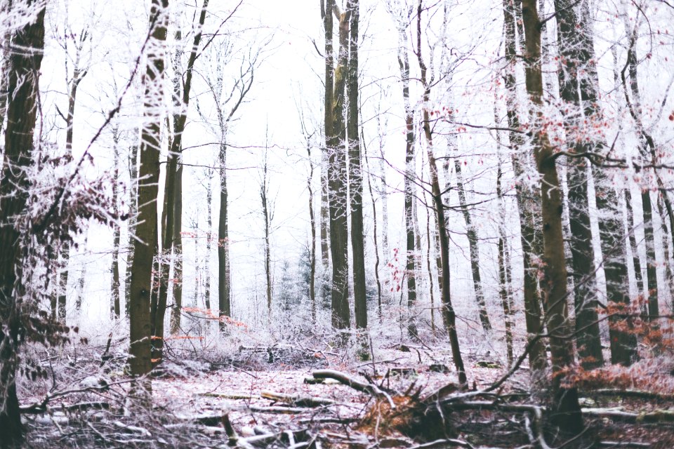 Winter, Forest, Trees